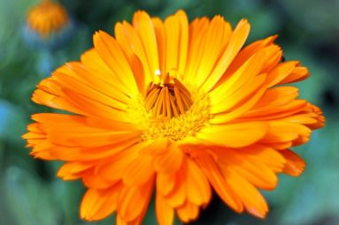 Calendula