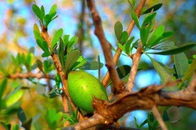 L'huile de argan